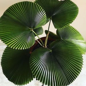 Meet your Posher, Jennie